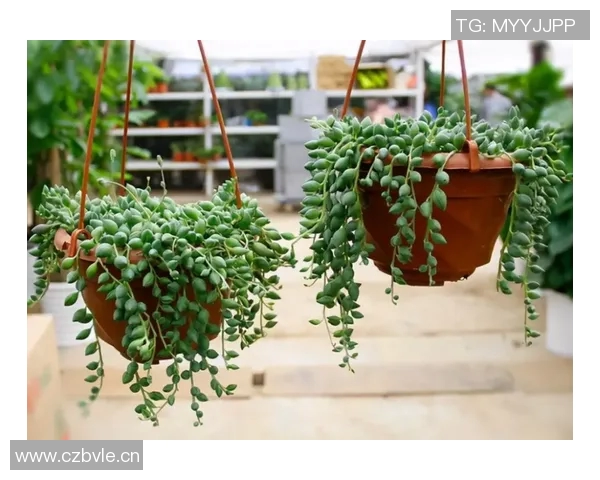 英吉多健身器材招聘信息：了解该品牌的职位机会